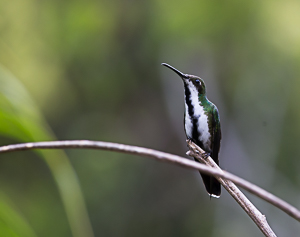 Black-throated Mango at Yerette